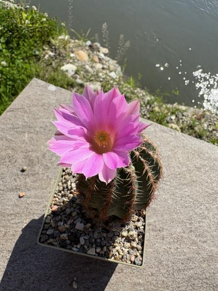 Echinocereus weinbergii